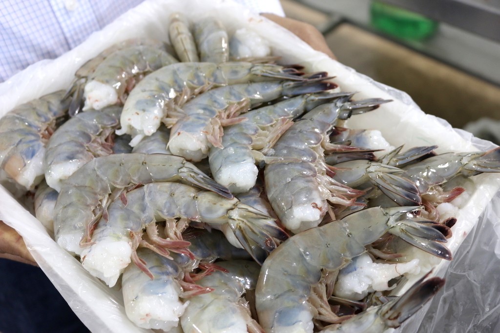 Mexican Shrimp Mexico